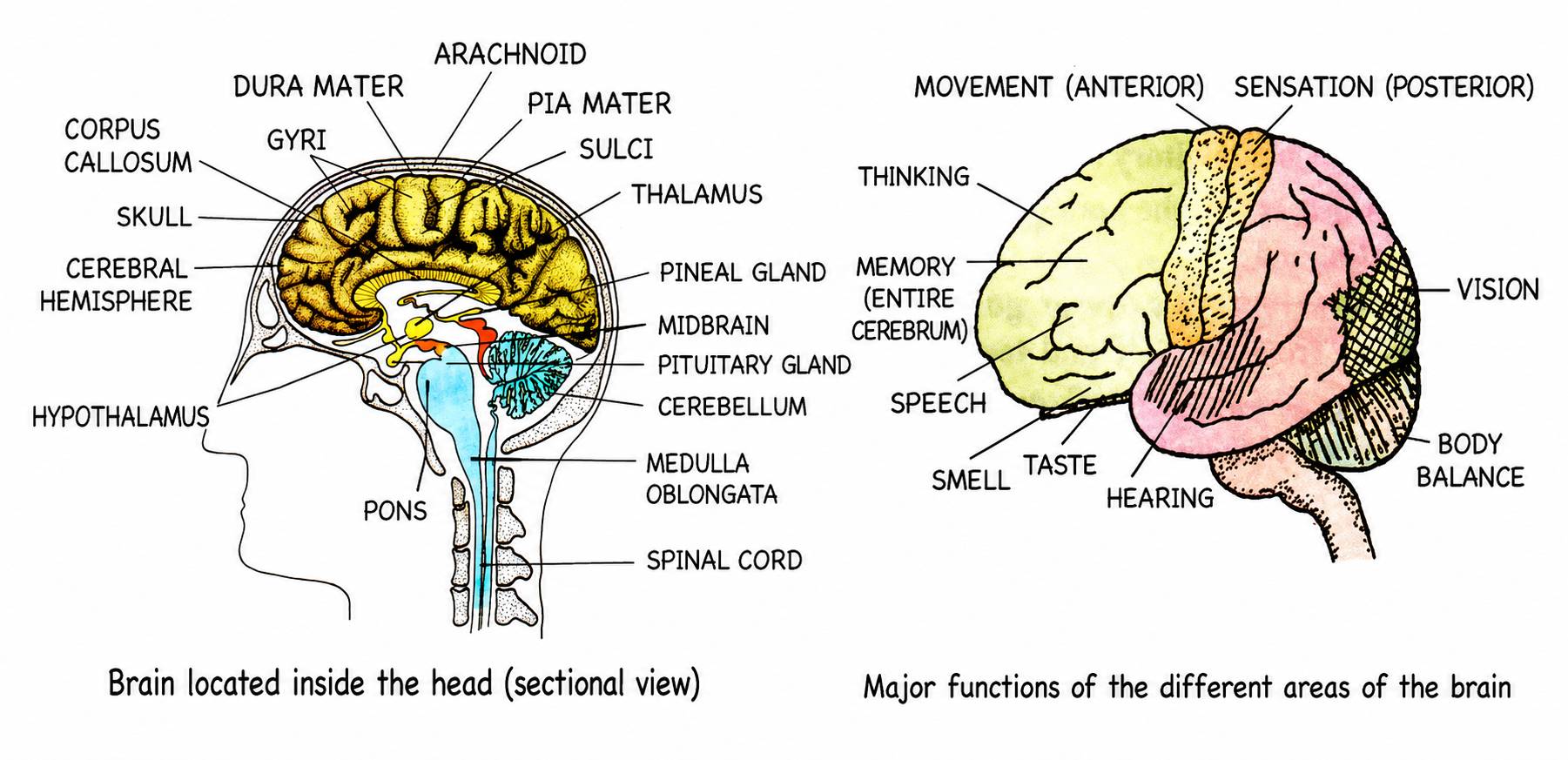 Fig 9.4/9.5: Median section of the human brain